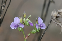 Murdannia simplex